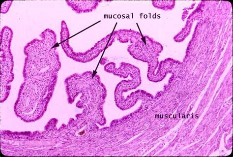 Histology At Siu