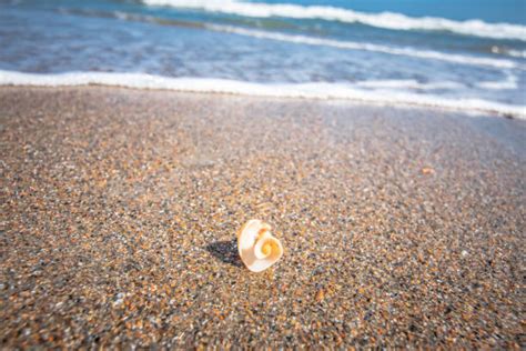 310 North Carolina Sea Shells Stock Photos Pictures And Royalty Free