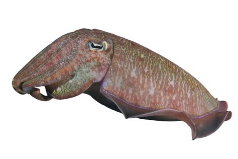 jibia en ingles traductor de espanol  ingles inglescom