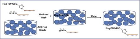 Removal Of Uncoupled Oligo Binding The Product Of The Qiagen