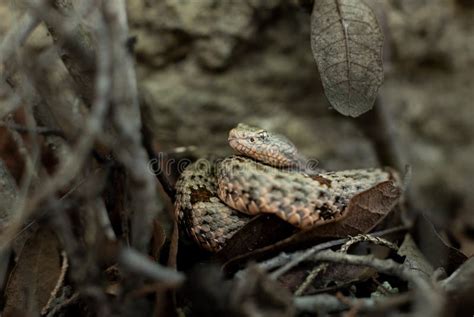 Rock Rattlesnake from Southeast Arizona Stock Image - Image of animal ...