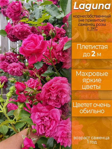 Роза Лагуна в магазине Elya Garden - Саженец