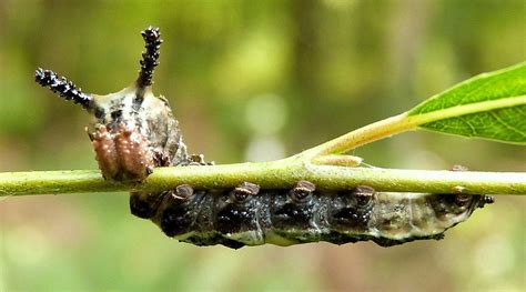 Red Spotted Purple Butterfly Caterpillar Project Noah