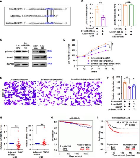 Frontiers Wfdc P Promotes Triple Negative Breast Cancer