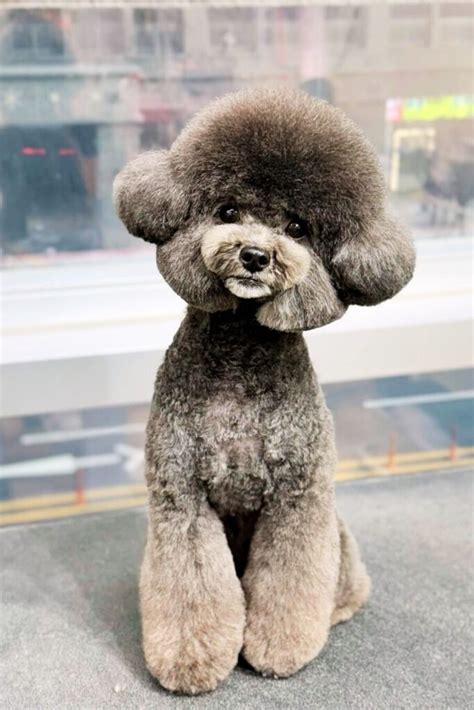 22 Adorable Toy Poodle Haircut Styles That Will Make You Swoon