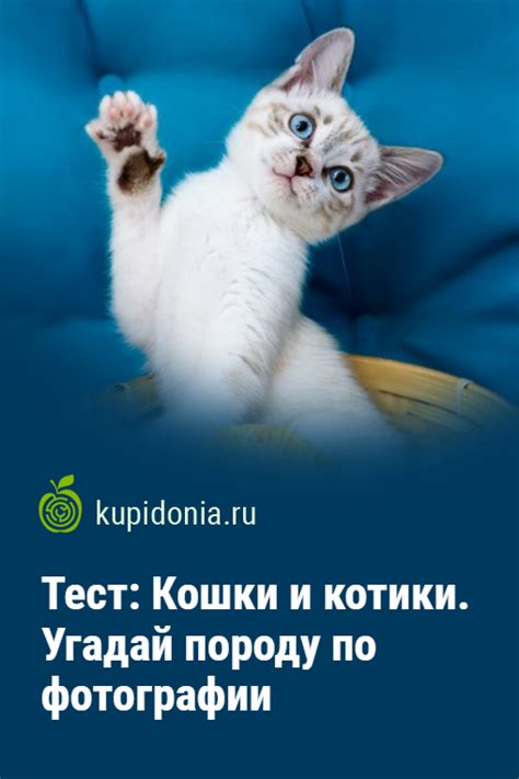 Тест: Кошки и котики. Угадай породу по фотографии | Современная история ...
