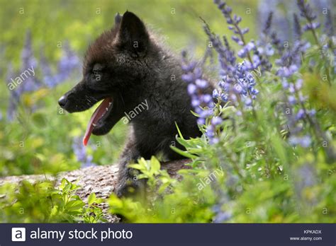 Wolf Pup Cute Stock Photos And Wolf Pup Cute Stock Images Alamy