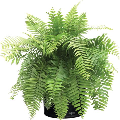 10 Lady Ferns Bare Roots Fern Live Plants Live Fern