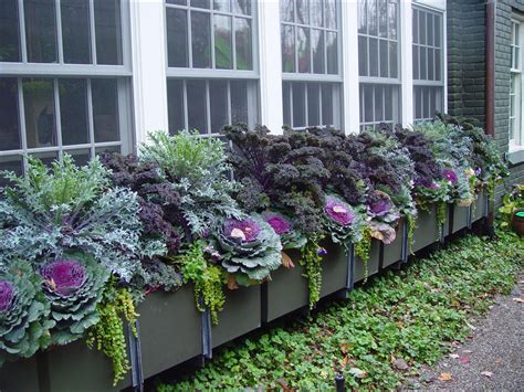 Good Flowers For Shady Window Box at Clifford Poirier blog