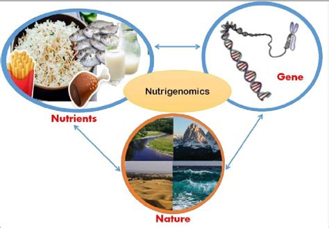 Nutrigenomics Interaction Among Nutrients Gene And Environment