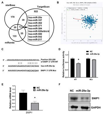 Mir A P Directly Targets Smad Nuclear Interacting Protein And