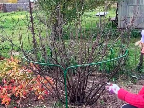 Обрезаю крыжовник в июне – Энциклопедия домовладельца