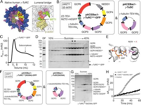 Biochemical reconstitutions reveal principles of human γ TuRC assembly