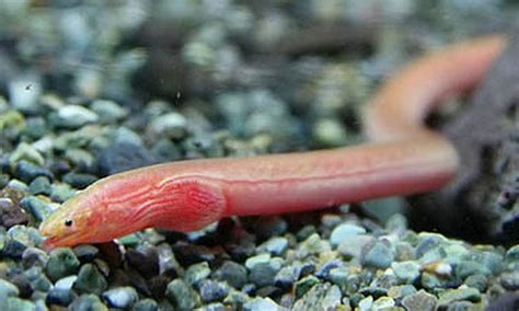 Purple Spaghetti Eel Moringua Raitaborua Tropical Fish Keeping