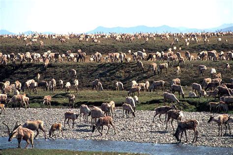 Indigenous Leaders Divided Over Anwr Court Ruling Eye On The Arctic