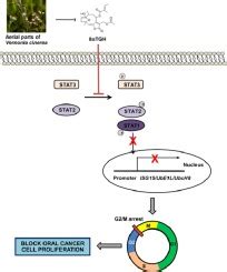 Anti Proliferative Effect Of Tigloyloxyhirsutinolide O Acetate