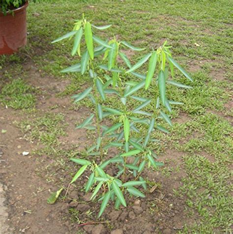 Price tracking for: Futaba Desmodium gyrans Codariocalyx motorius ...