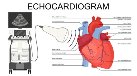 Echocardiogram Images – Browse 9,408 Stock Photos, Vectors, and Video ...