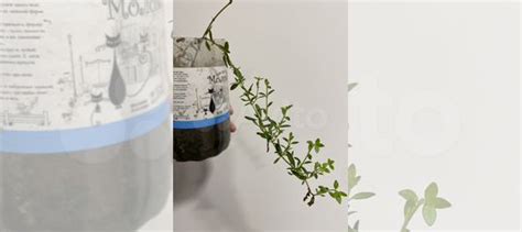 Чабрец тимьян рассада купить в Калининграде | Товары для дома и дачи ...