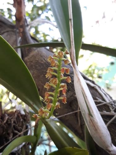 Polystachya Lineata Inaturalist