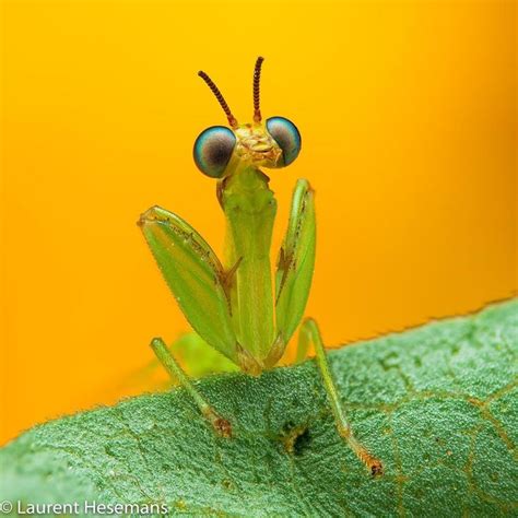 Laurent Hesemans On Instagram Mantidfly Genus Zeugomantispa