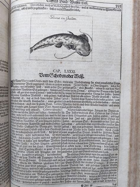 Georgica Curiosa Aucta Das Ist Umständlicher Bericht Und Klarer