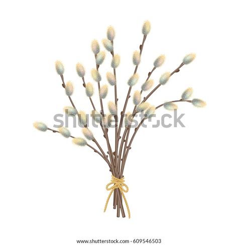 Pussy Willow Bouquet Over Royalty Free Licensable Stock Vectors Vector Art Shutterstock