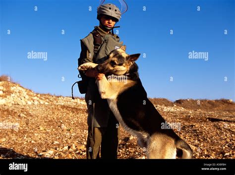 Military Personnel Training Dog At Landmine Operation Lebanon Stock