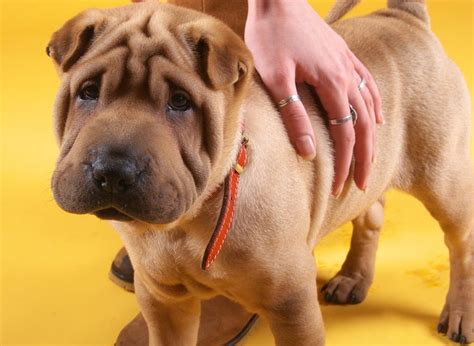 5 Things To Know About The Shar Pei Petful