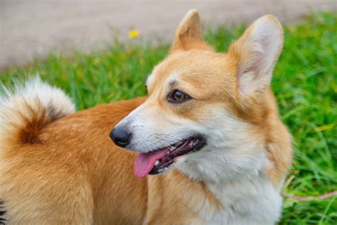 Corgi Pomeranian Mix Is This The Cutest Crossbreed Ever