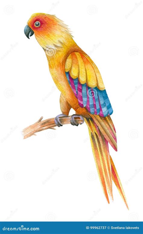 Yellow Parrot Sitting On A Branch Stock Illustration Illustration Of