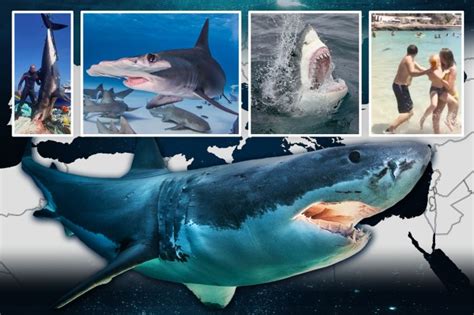 Holiday warning as shark attack capitals revealed with 15ft beasts