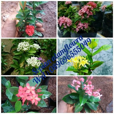 tanaman asoka paket  jenis bunga asoka soka mix murah lazada