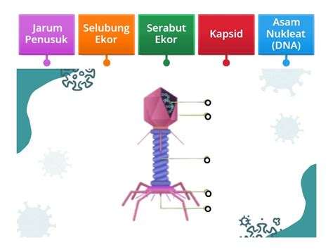 struktur virus bakteriofage labelled diagram