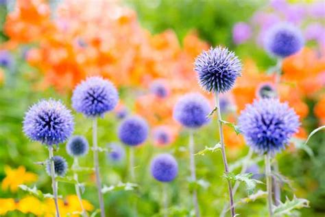 How To Grow Small Globe Thistle Gardeners Path