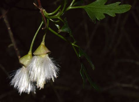 Clematis cirrhosa ? (Introduced- UK) – eFlora of India