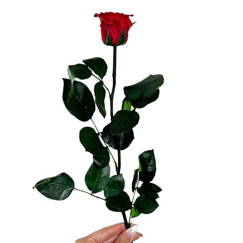 Infinity Roses With Stem Last 1 3 Years Preserved