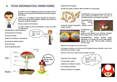 Ficha Informativa Reino Fungi Hongo Biología