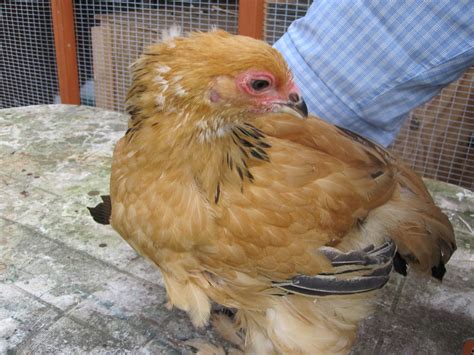 Gill Edwards Sexing Brahma And Owlbeard Pullets