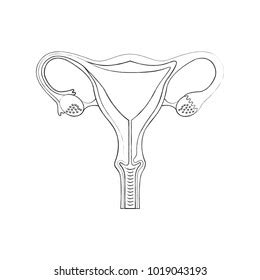 Reproductive System Female Icon Vagina Uterus Stock Vector Royalty Free Shutterstock