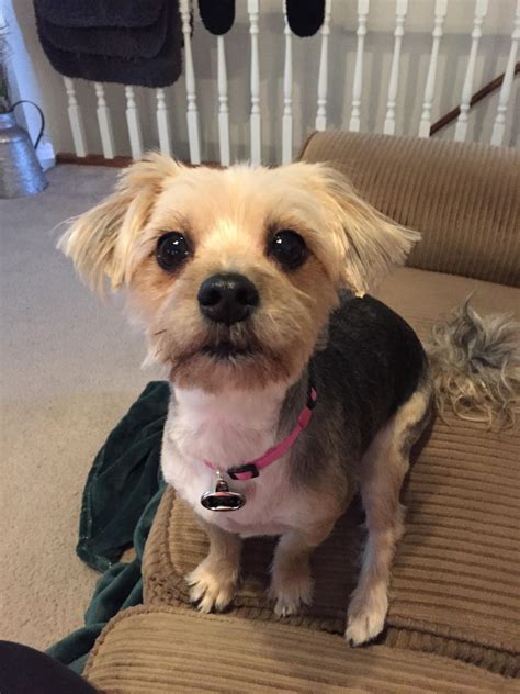Maltese Yorkie Mix Full Grown