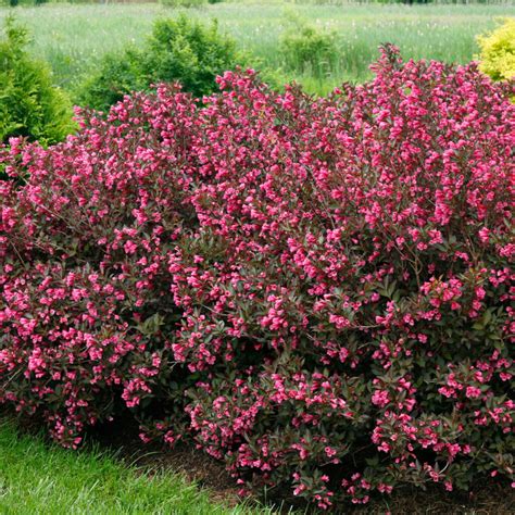 Weigela | Plant Profile | Sylvan Gardens Landscape Contractors