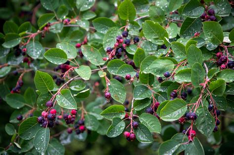 Berries Wild Forest - Free photo on Pixabay - Pixabay