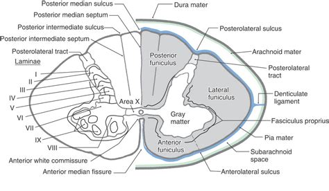 Rexeds Lamination Of Spinal Gray Matter Kypho