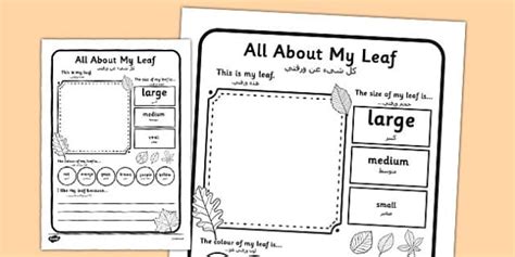 Leaf Worksheet Arabic Translation Teacher Made Twinkl