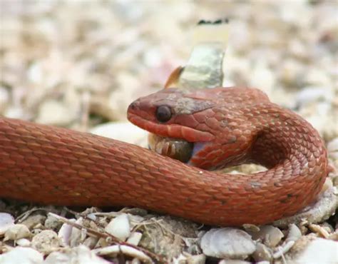 Saltmarsh Snakes In Central Florida Florida Wildlife Trappers