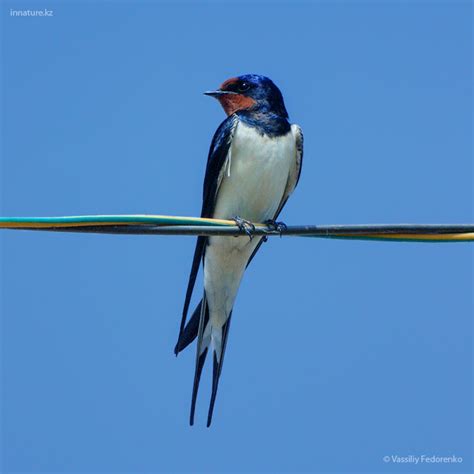 Грибы Казахстана - Статьи: Деревенская ласточка