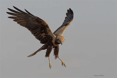 Arpella_Arpella comuna_Arpella vulgar | Circus aeruginosus _… | Flickr