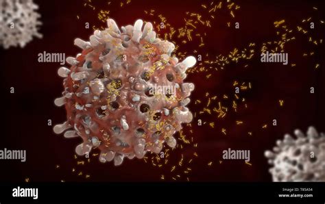 B cells and antibodies, illustration Stock Photo - Alamy