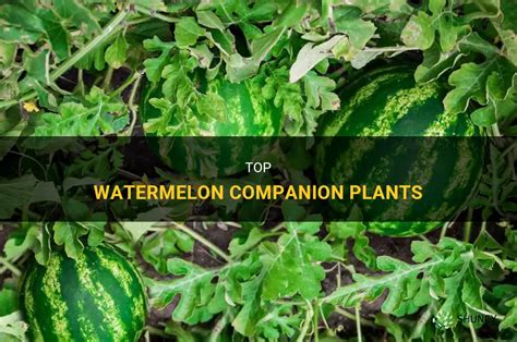 Top Watermelon Companion Plants Shuncy